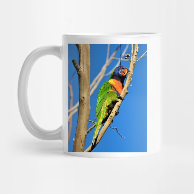 Rainbow Lorikeet by kirstybush